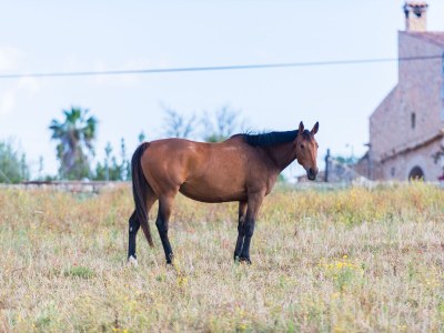 Finca SA VINYOTA - Environment photo 29