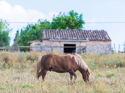 Finca SA VINYOTA - Environment photo 30