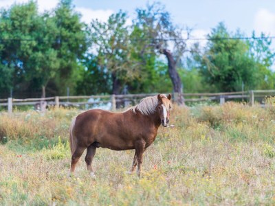 Finca SA VINYOTA - Environment photo 31