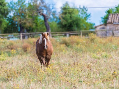 Finca SA VINYOTA - Environment photo 32