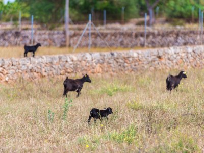 Finca SA VINYOTA - Environment photo 33