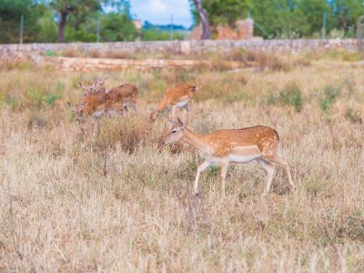 Finca SA VINYOTA - Environment photo 34