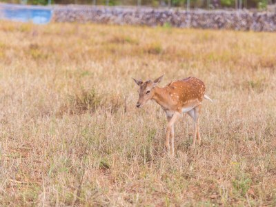 Finca SA VINYOTA - Environment photo 35