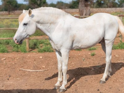 Finca SA VINYOTA - Environment photo 36