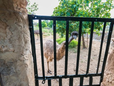 Finca SA VINYOTA - Environment photo 38