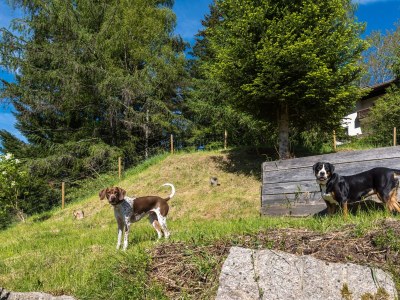 Holiday house Timber house Enzklösterle 1 - Environment photo 19