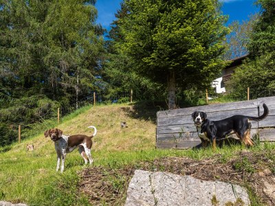 Holiday house Timber house Enzklösterle 1 - Environment photo 20