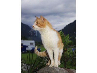 Holiday house Dolomitenblick - Environment photo 18