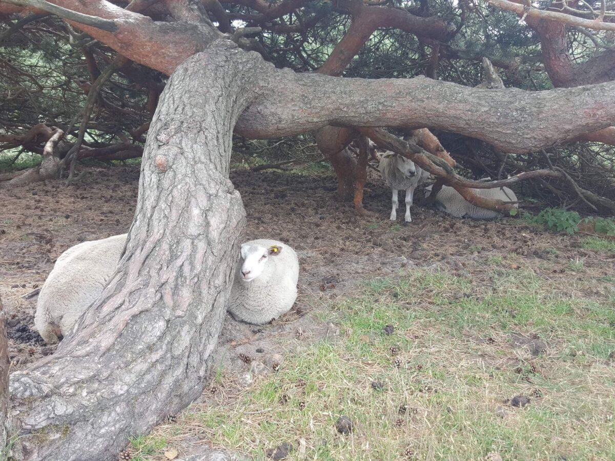 Holiday house 5 Personen Ferienhaus in Vejby-By Traum - Outdoor photo 3