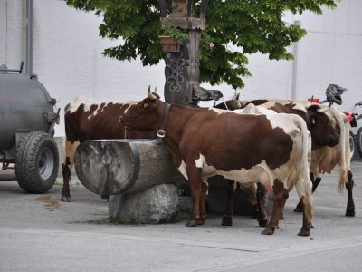 Chalet MÃ¼hlberg - Environment photo 19