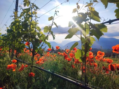 Holiday apartment Apartment Time - Outdoor photo 11