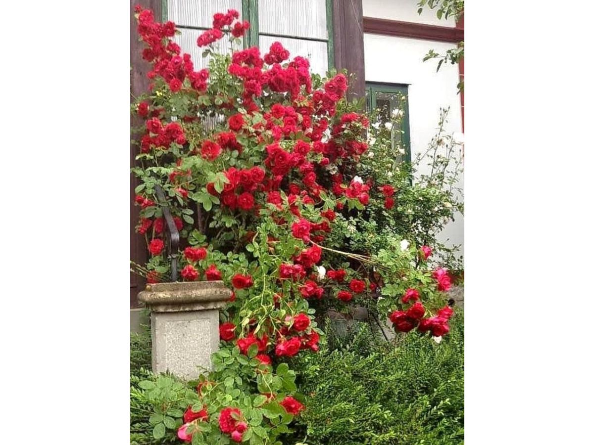 Holiday apartment Alexandra - Outdoor photo 2