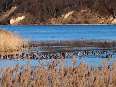 Holiday apartment B Parterre - Environment photo 27