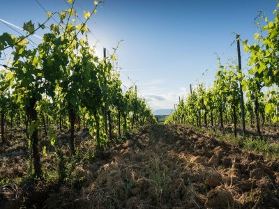 Holiday house Bauernhof mit eigenem Pool zwischen Kultur und Natur, zwischen Pisa und Florenz - Environment photo 30