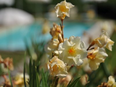 Holiday house Wunderschönes Ferienhaus in Dicomano mit Schwimmbad - Outdoor photo 33