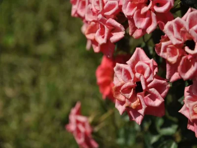 Holiday house Wunderschönes Ferienhaus in Dicomano mit Schwimmbad - Outdoor photo 34