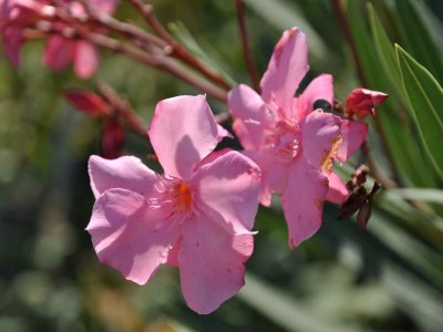 Holiday house Wunderschönes Ferienhaus in Dicomano mit Schwimmbad - Outdoor photo 35