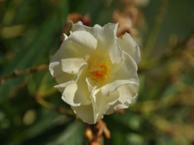 Holiday house Wunderschönes Ferienhaus in Dicomano mit Schwimmbad - Outdoor photo 36
