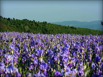 Holiday house Belvilla by OYO Cottage in PiandiscÃ² with Terrace - Environment photo 18
