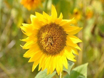 Villa Hübsche Villa mit eigenem Pool in Montadet (Frankreich) - Outdoor photo 39