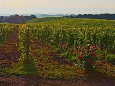 Farmhouse San Gimignano Hillside Haven - Environment photo 27