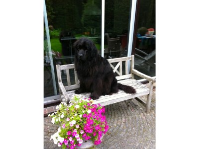 Apartment - Ferienapartment Bergen NH - Outdoor photo 8