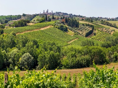 Farmhouse Escape near San Gimignano - Environment photo 38