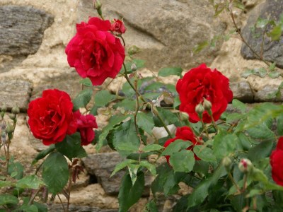 Holiday house Holiday Home Saint-Beauzire near Pauillac Castle - Outdoor photo 20
