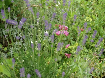 Holiday house Holiday Home Saint-Beauzire near Pauillac Castle - Outdoor photo 22