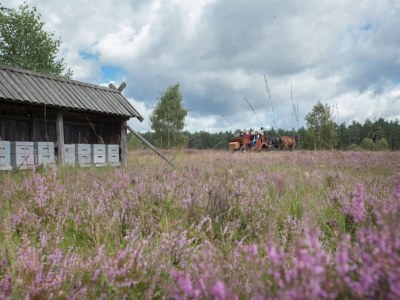 Holiday apartment Heidetraum in der Pension Heidetraum - Environment photo 18