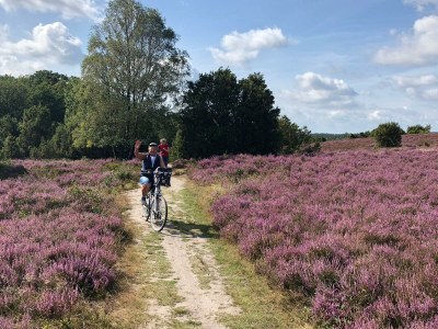 Holiday apartment Heidetraum in der Pension Heidetraum - Environment photo 25