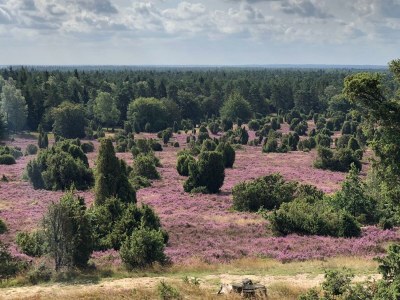 Holiday apartment Heidetraum in der Pension Heidetraum - Environment photo 26