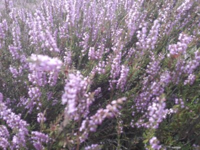 Holiday apartment Heidetraum in der Pension Heidetraum - Environment photo 27