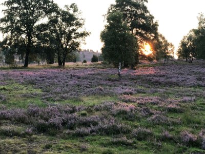 Holiday apartment Heidetraum in der Pension Heidetraum - Environment photo 28