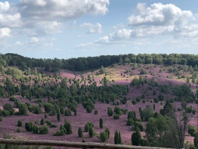 Holiday apartment Heidetraum in der Pension Heidetraum - Environment photo 29