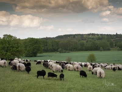 Holiday apartment Heidetraum in der Pension Heidetraum - Environment photo 32