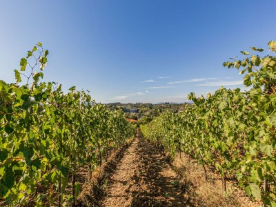 Farmhouse Belvilla by OYO San Miniato Trilocale - Environment photo 28