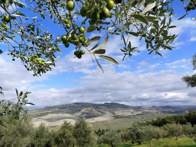 Holiday house Tuscan Charm Near Volterra - Outdoor photo 18