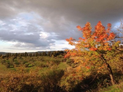 Holiday house Tuscan Charm Near Volterra - Environment photo 35