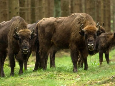 Holiday park 4 person holiday home in Rønne - Outdoor photo 19