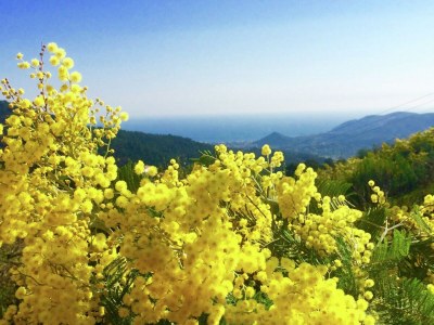 Villa Luxuriöse Villa in Tanneron mit privatem Pool - Environment photo 32