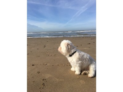 Bungalow Den - Environment photo 14