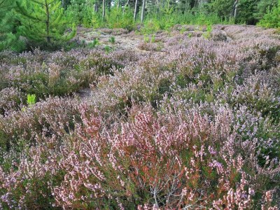 Holiday house 6 person holiday home in Nørre Nebel - Outdoor photo 10