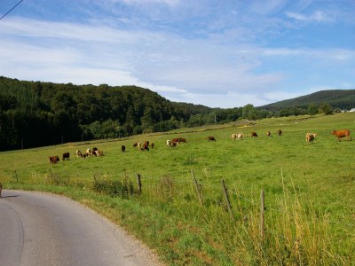 Holiday house Geräumiges Ferienhaus in Stipshausen mit Terrasse - Environment photo 11