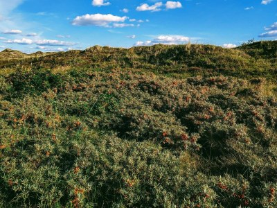 Holiday house 6 Personen Ferienhaus in Nørre Nebel - Outdoor photo 5