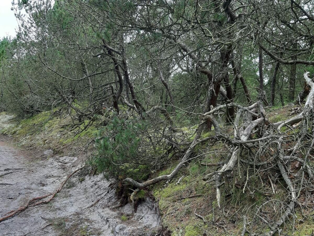 Holiday house 4 person holiday home in Nørre Nebel - Outdoor photo 5