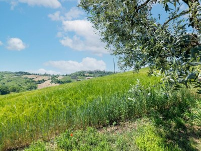Holiday house Ferienhaus in Torchiaro mit Garten - Outdoor photo 4