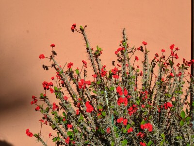 Holiday house Belvilla by OYO Casa Rosada - Outdoor photo 40