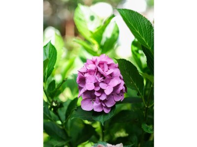 Apartment LindGrün für Zwei - Outdoor photo 64