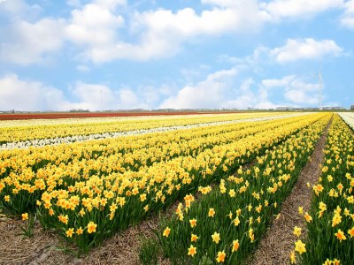Holiday house Gemütliches Ferienhaus in Sint Maartensvlotbrug mit gemeinsamer Terrasse - Environment photo 31